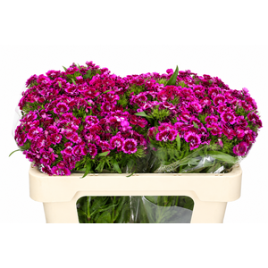 Dianthus Br Aldo Viola Fantasia