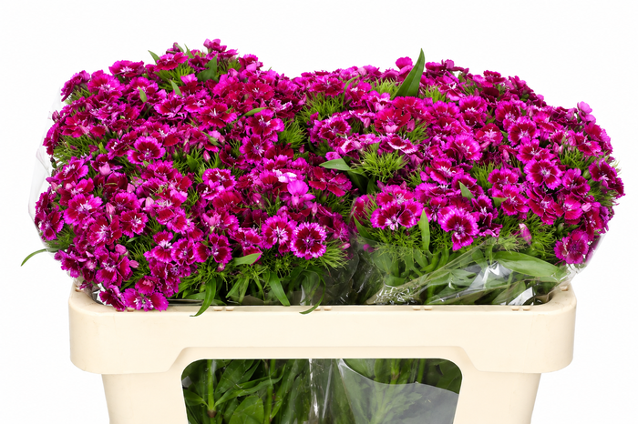 <h4>Dianthus Br Aldo Viola Fantasia</h4>