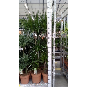 Dracaena marg.