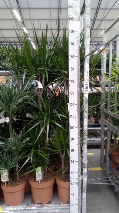 <h4>Dracaena marg.</h4>