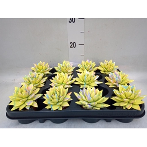 Echeveria  'Miranda'