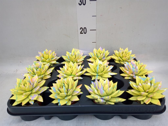 <h4>Echeveria  'Miranda'</h4>
