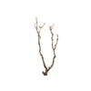 Syringa Branch Extra Landowski