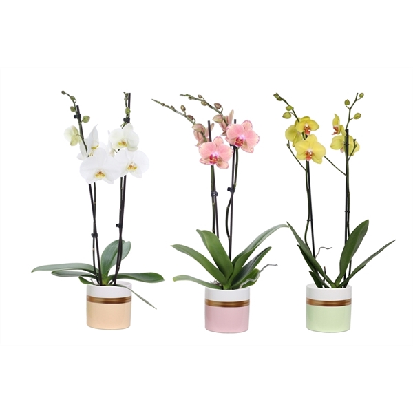 <h4>Dolomite p12 Horizon pastel mix Phal mix 2T14+</h4>