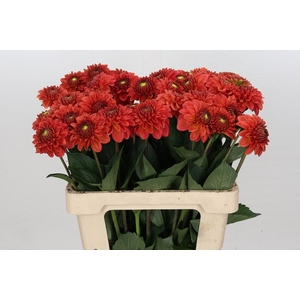 Dahlia Orange Fox