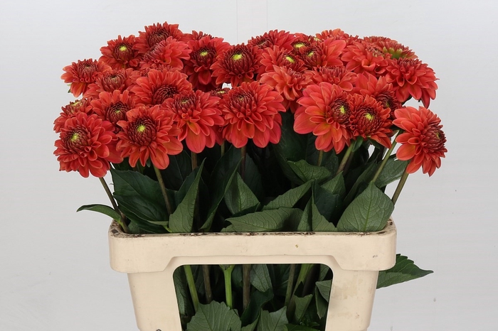 <h4>Dahlia Orange Fox</h4>