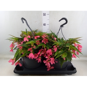 Begonia boliv. 'Encanto Pnk'