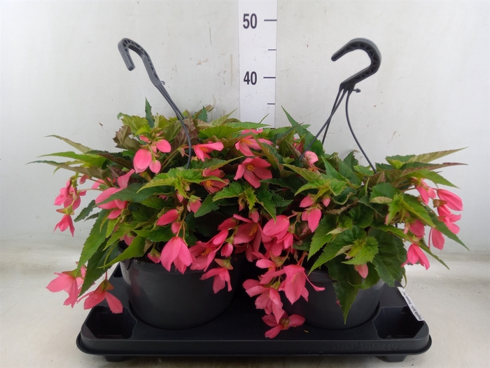 <h4>Begonia boliv. 'Encanto Pnk'</h4>