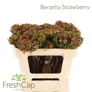 Berzelia Strawberry