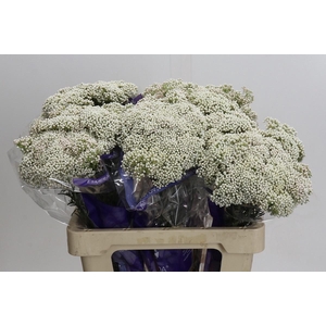 OZOTH COOKS SNOW WHI