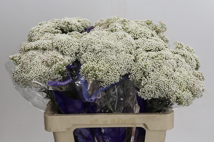 <h4>OZOTH COOKS SNOW WHI</h4>