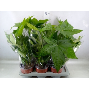 Fatsia japonica