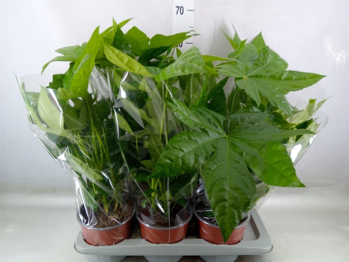<h4>Fatsia japonica</h4>