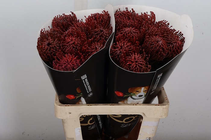 <h4>Protea Leuco Ov</h4>