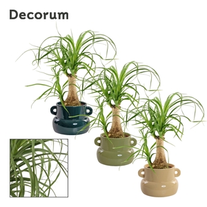 Beaucarnea Recht 9 cm in Lucy (Top blend-collection)