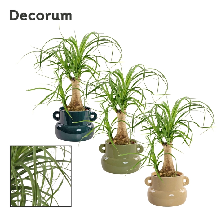 <h4>Beaucarnea recht 9 cm in Lucy (Top blend-collection)</h4>