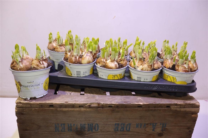 <h4>arr8 Narc O Tete A Tete</h4>