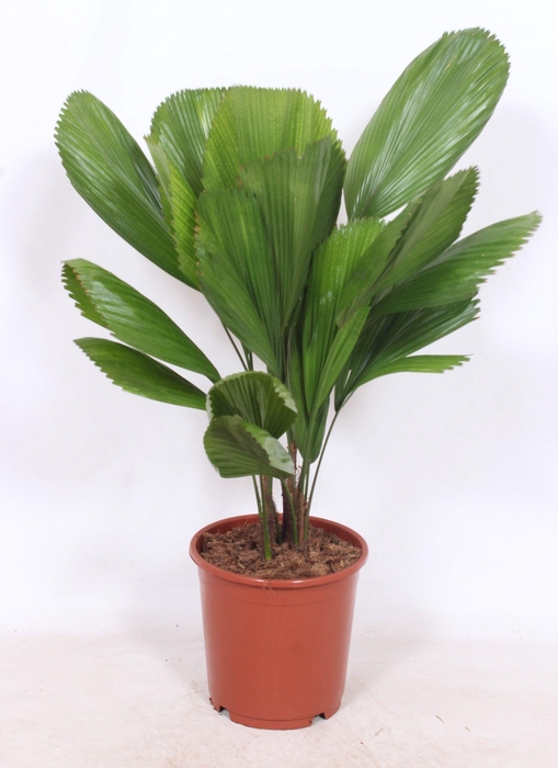 <h4>Licuala grandis</h4>