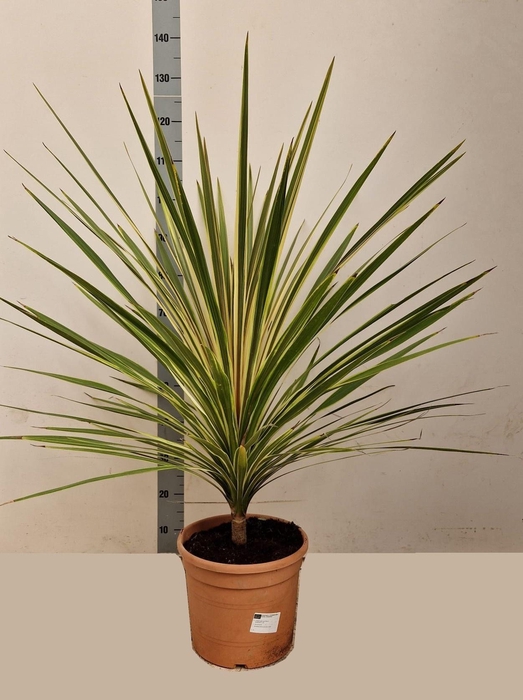 <h4>CORD AUS VARIEGAT</h4>