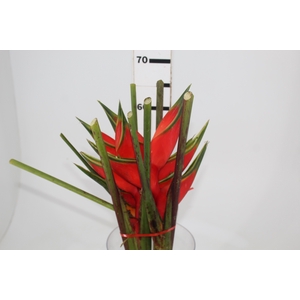 HELICONIA BIHAI