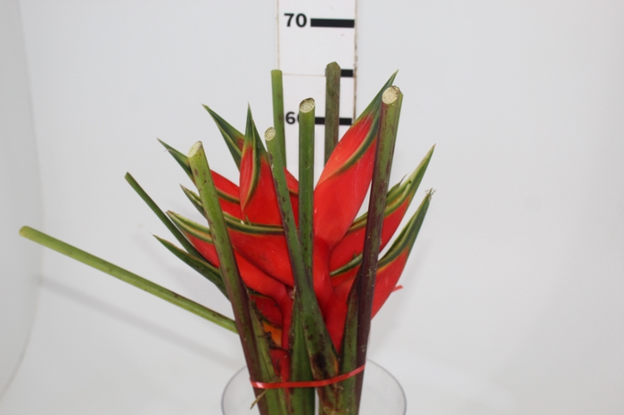 <h4>HELICONIA BIHAI</h4>