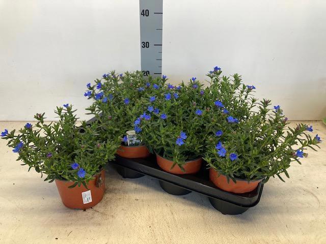 <h4>GLANDO DIF HEAVEN BL</h4>