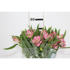 ALSTROEMERIA PAMELA 080 CM