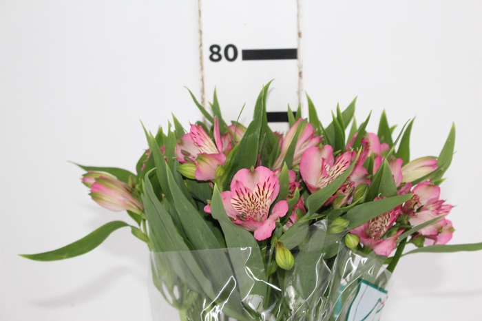 <h4>ALSTROEMERIA PAMELA 080 CM</h4>
