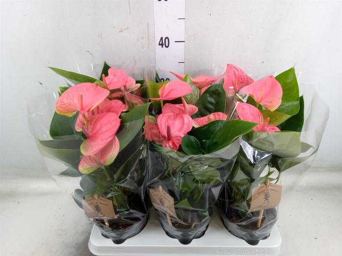 <h4>Anthurium andr. 'Sweet Dream'</h4>