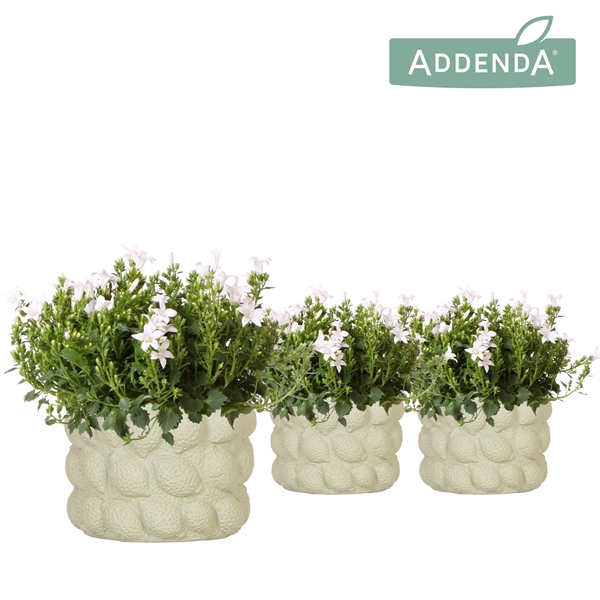 <h4>Campanula Addenda Ambella white in Citrus pot green</h4>