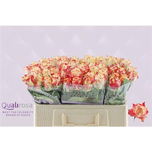 <h4>R Gr Chapeau</h4>