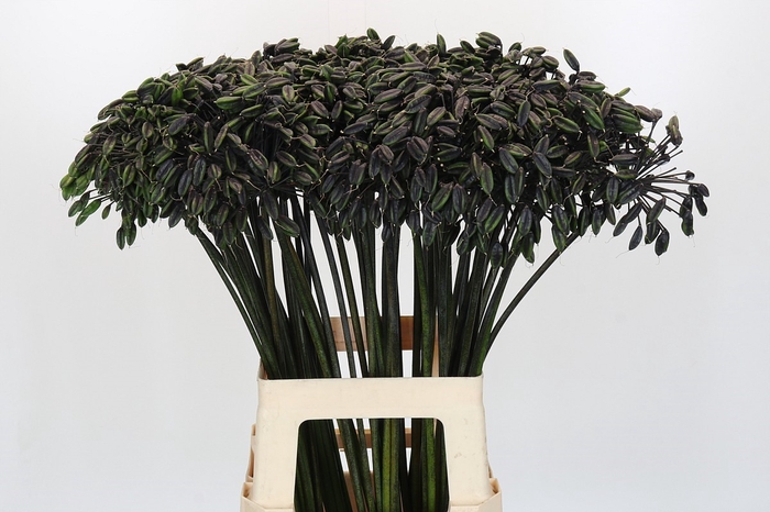 <h4>Agapanthus Seed</h4>