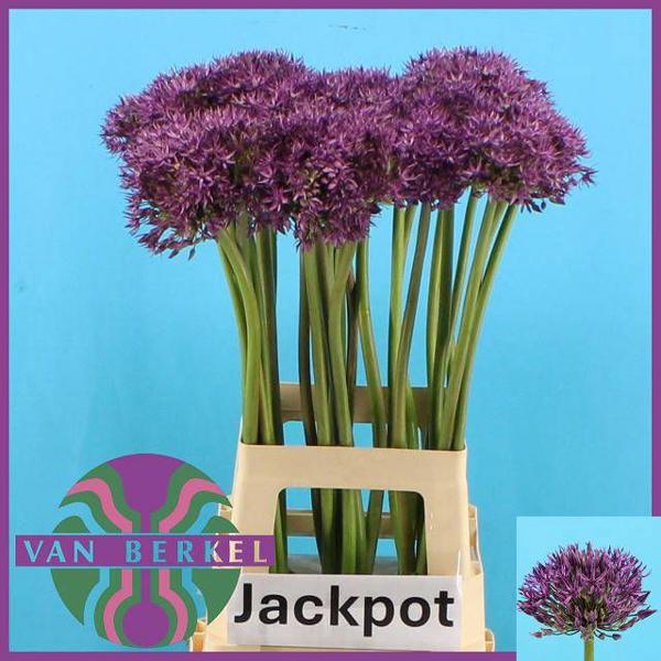 <h4>Allium Jackpot JM Van Berkel</h4>
