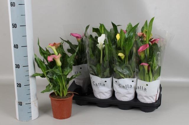 <h4>ZANT GEM 5 KL</h4>