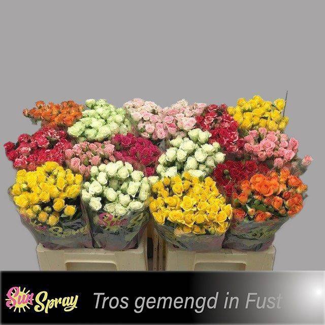 <h4>Rosa spray mix in bucket</h4>
