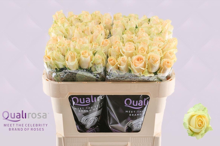 <h4>R Gr Magic Avalanche</h4>