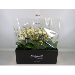 Phalaenopsis multi. 'Cream Punch'