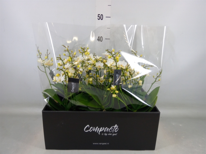 <h4>Phalaenopsis multi. 'Cream Punch'</h4>