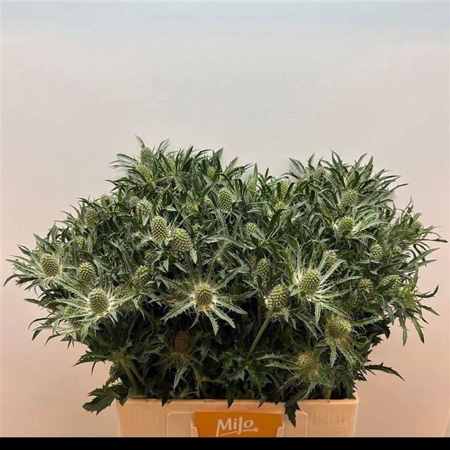 <h4>ERYN A WHITE STAR</h4>