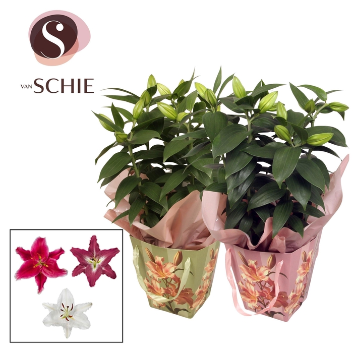 <h4>Oriental 19cm Bag VINTA Mix</h4>