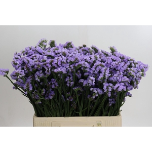 Limonium sinuatum Donau Birds