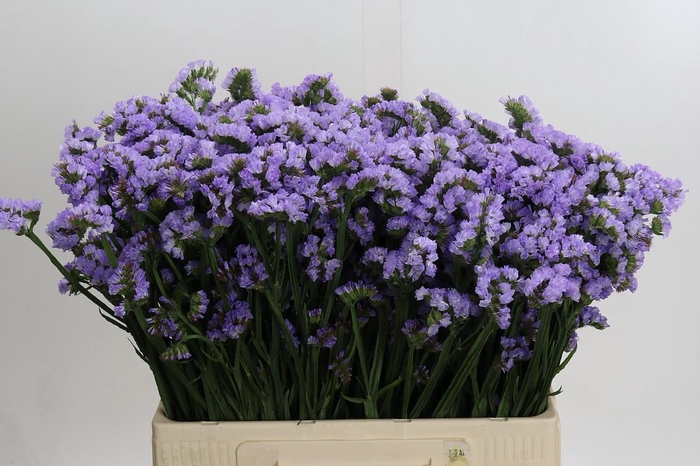 Limonium sinuatum Donau Birds