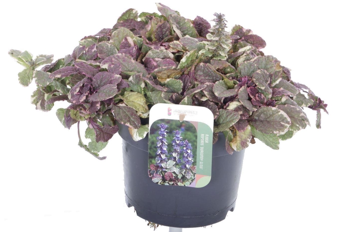<h4>Ajuga reptans Burgundy Glow</h4>
