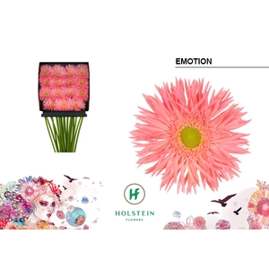 Gerbera Spider Emotion Diamond per kaart