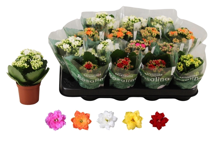 arr8 Kal Ge Ro Gem 5 Kl