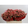 Hypericum Sweet Romance