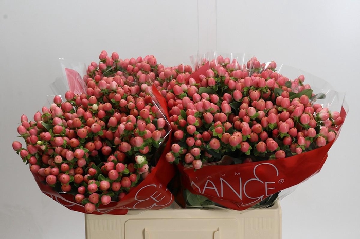 <h4>Hypericum Sweet Romance</h4>