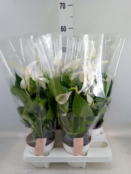 <h4>Anthurium  'Banderola Cava'</h4>