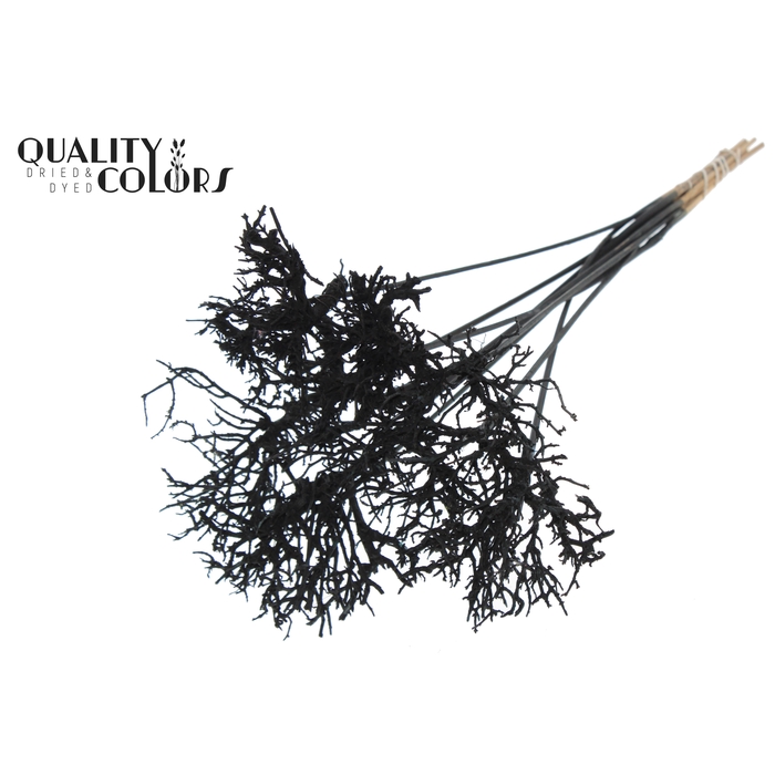 <h4>Dry Tree on stem Black</h4>