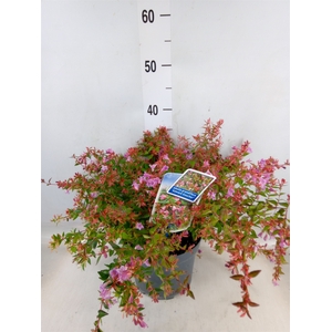 Abelia grandiflora 'Edward Gouch'